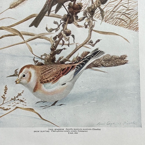 Antique Ornithological Bird Print Original 1913 - Picture 3 of 14